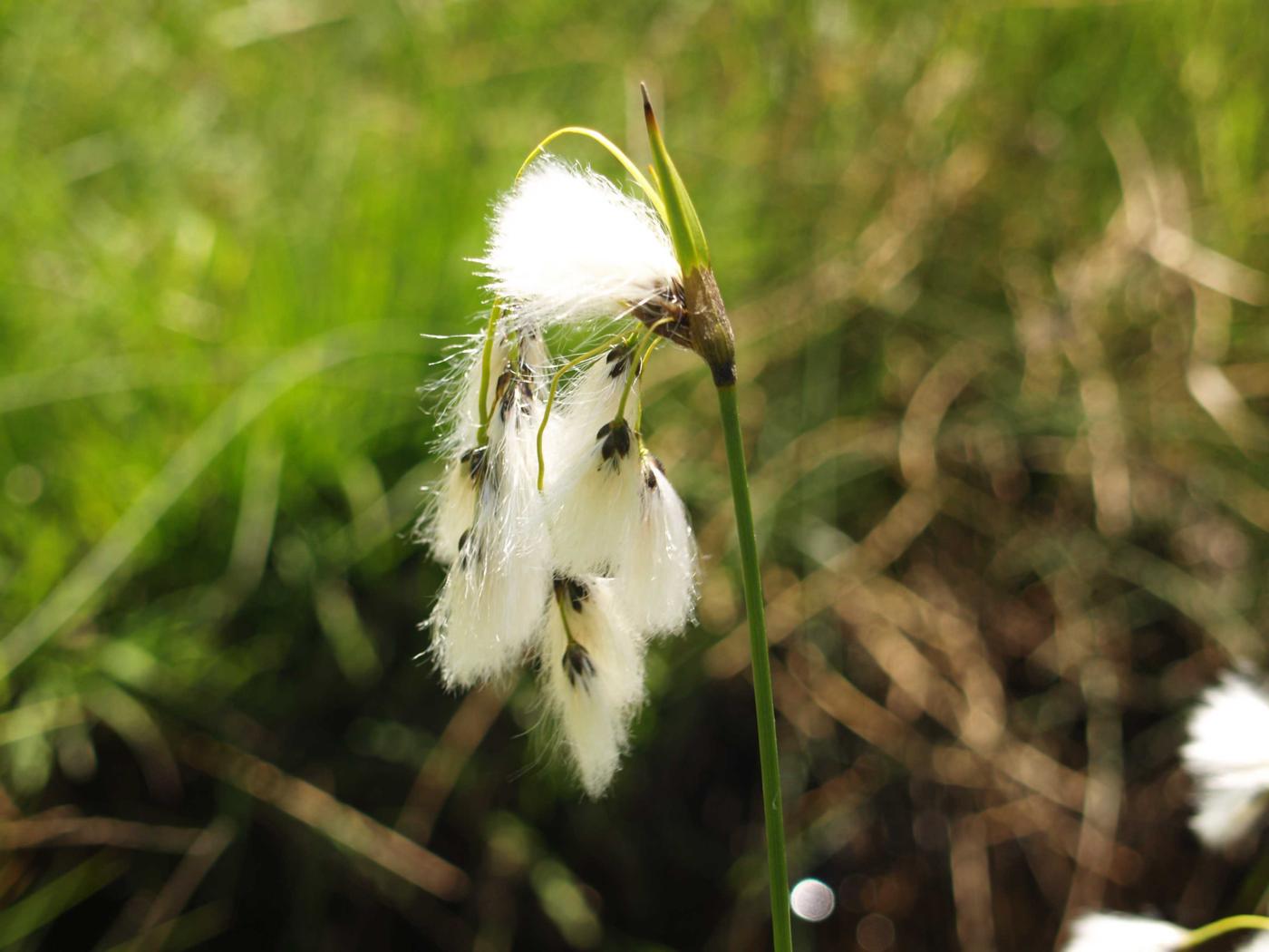 Cotton Grass, Broad-leaved flower